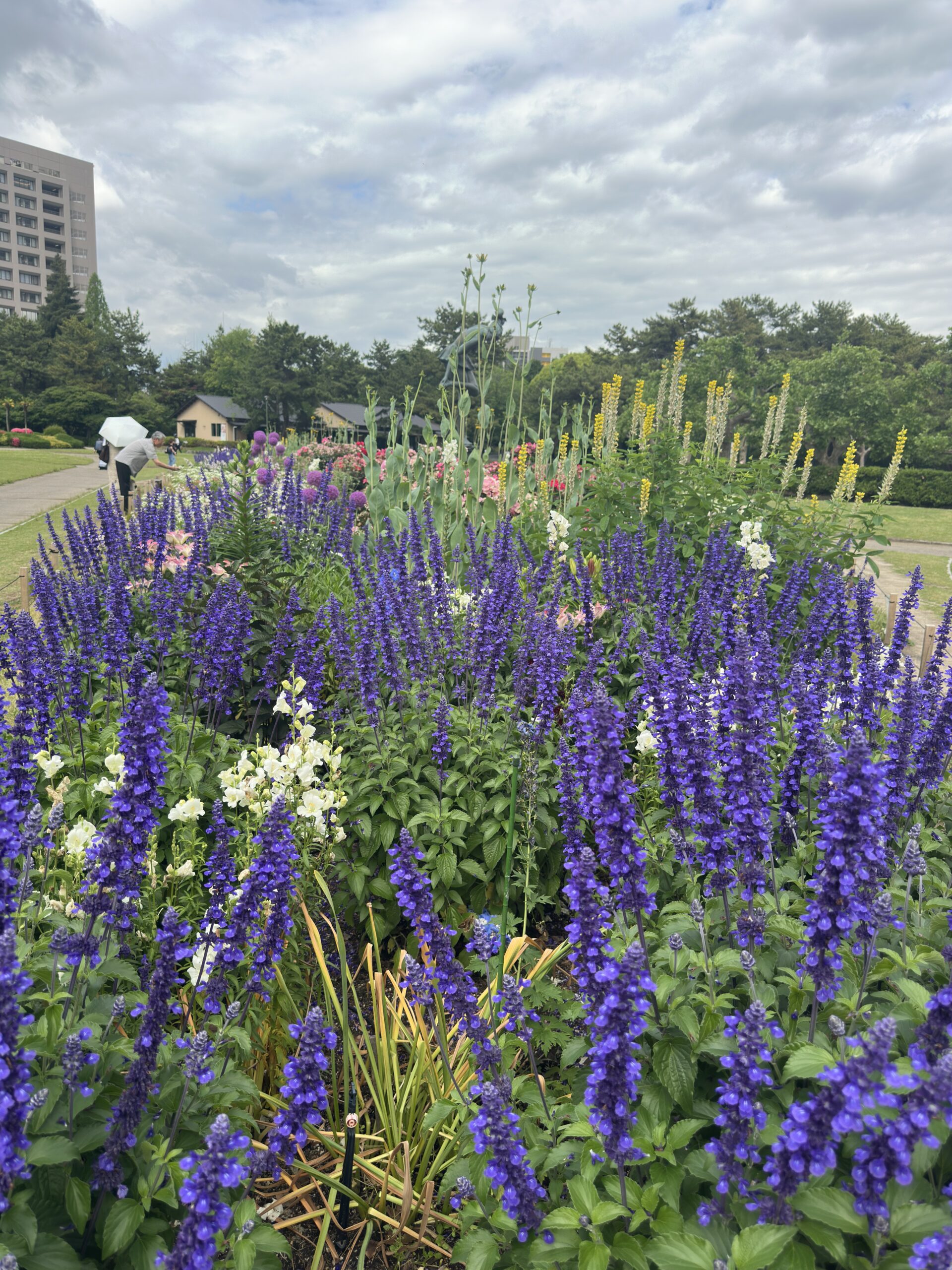 Flower garden captured in daylight with the iPhone 14 Pro Max 48MP camera