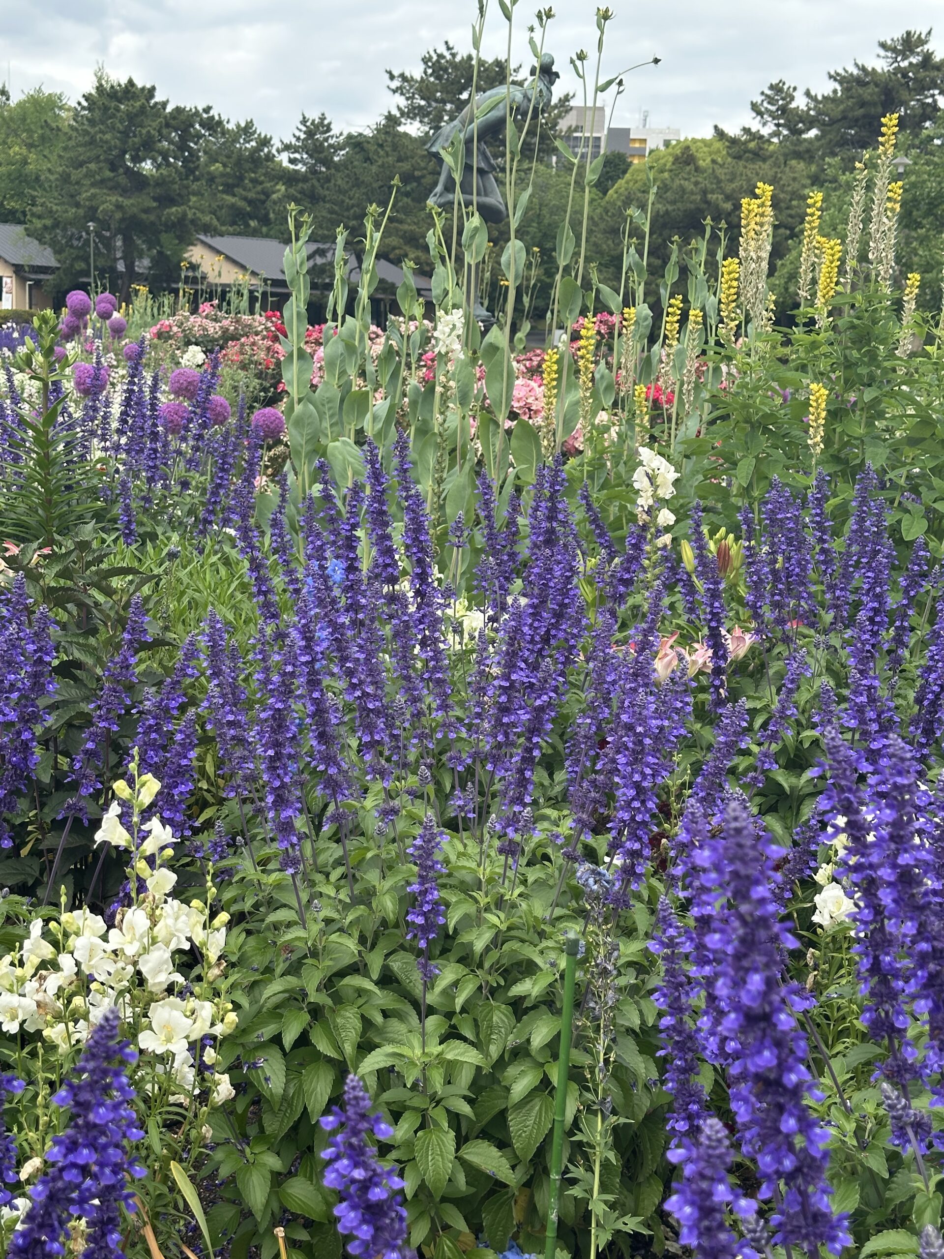 Flower garden captured with the iPhone 14 Pro Max 2x zoom camera