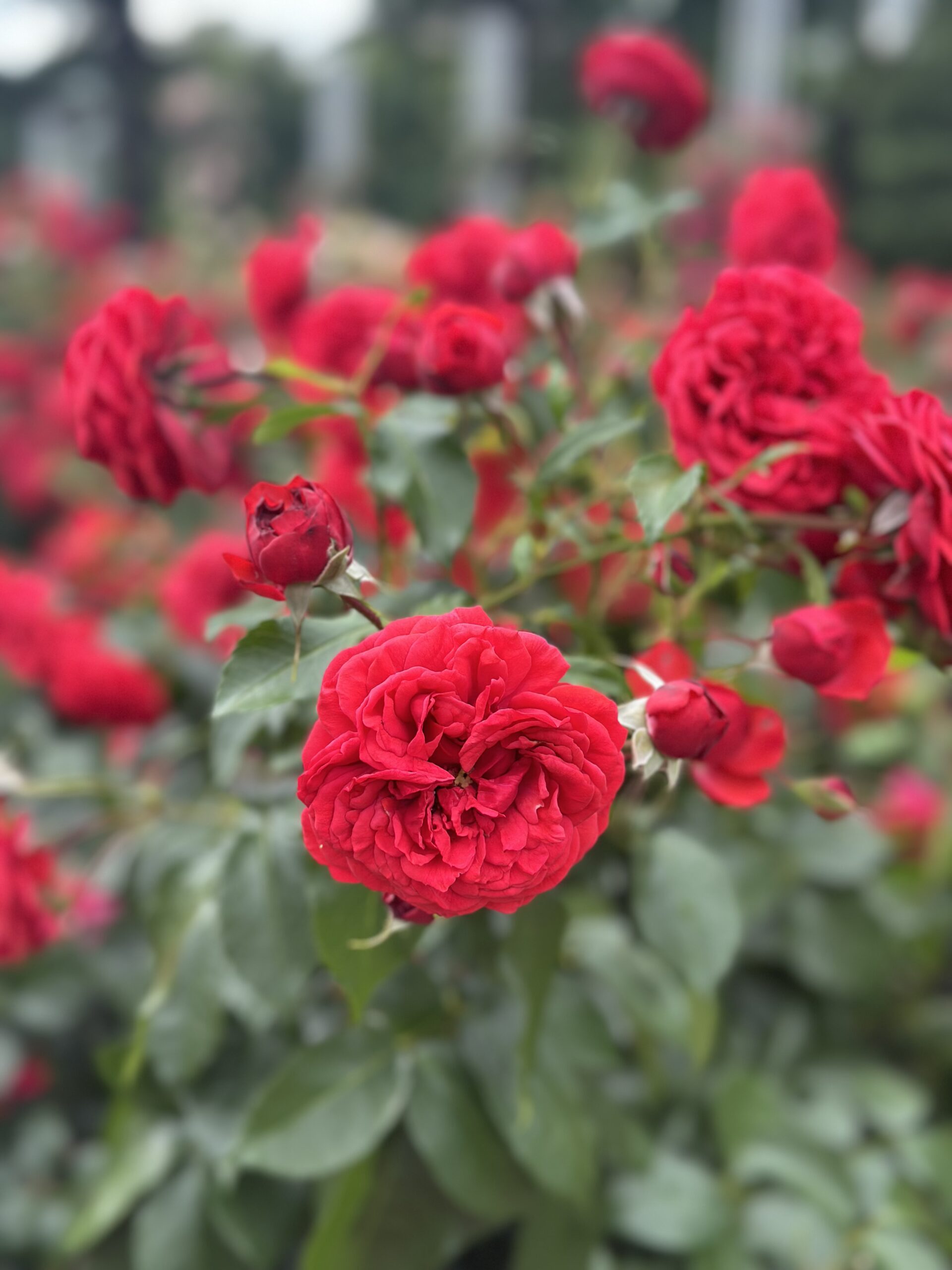 Rose captured with the iPhone 14 Pro Max 2x Zoom Portrait Mode