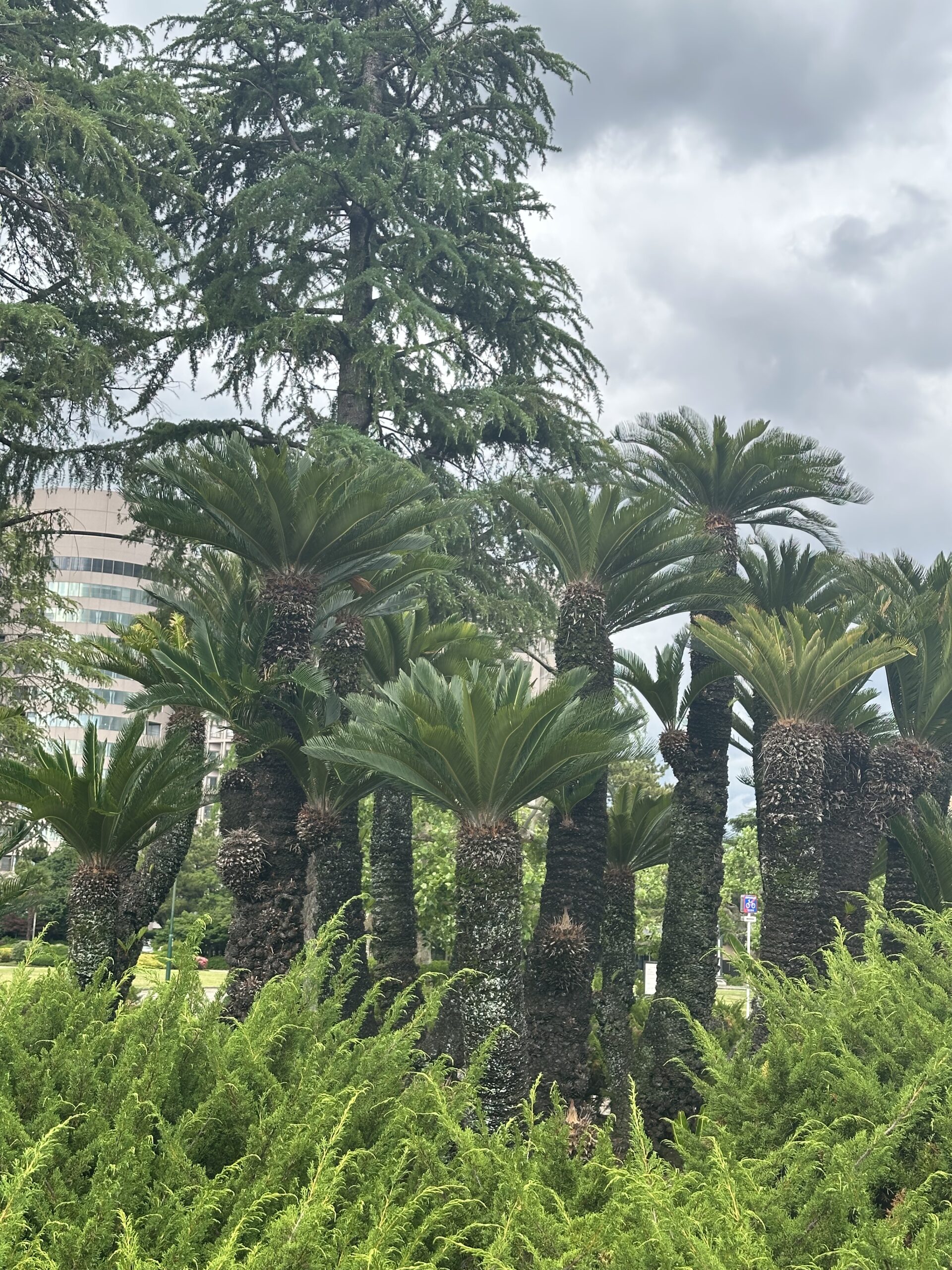 Sago palms in the garden captured with the iPhone 14 Pro Max 2x Zoom camera