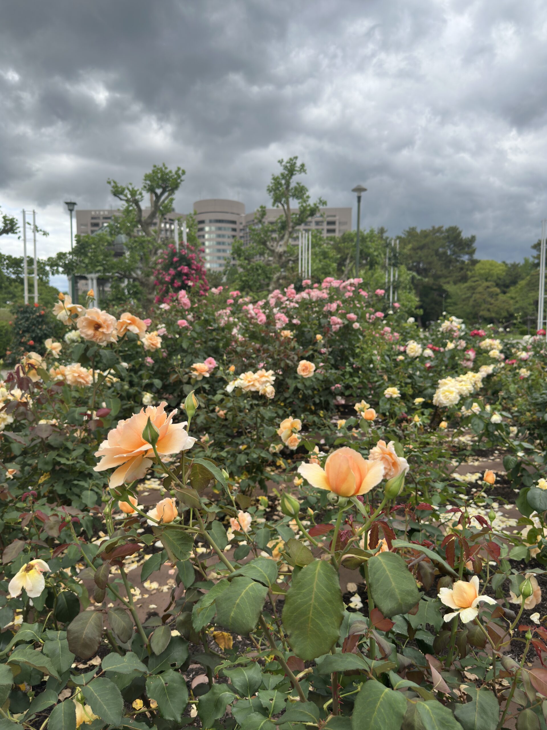 Rose flower garden captured in daylight with the iPhone 14 Pro Max 48MP camera