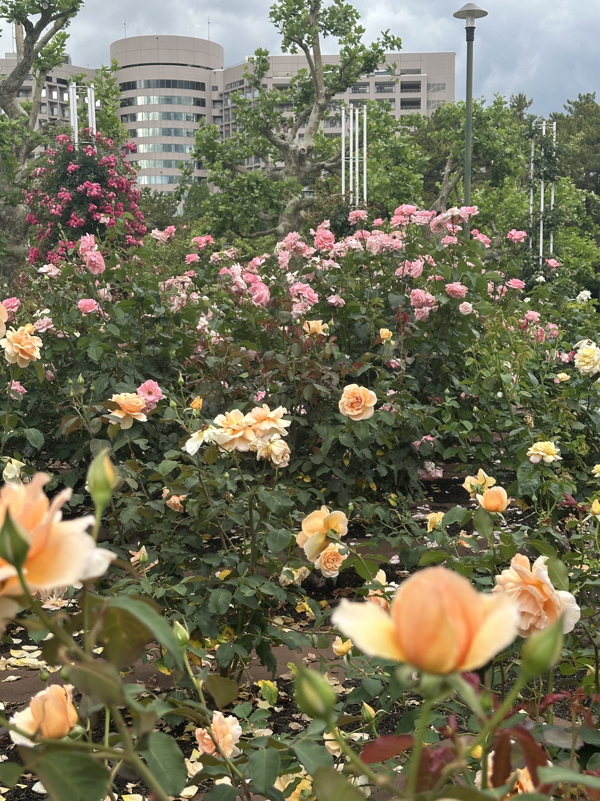 Rose flower garden captured with the iPhone 14 Pro Max 2x Zoom camera