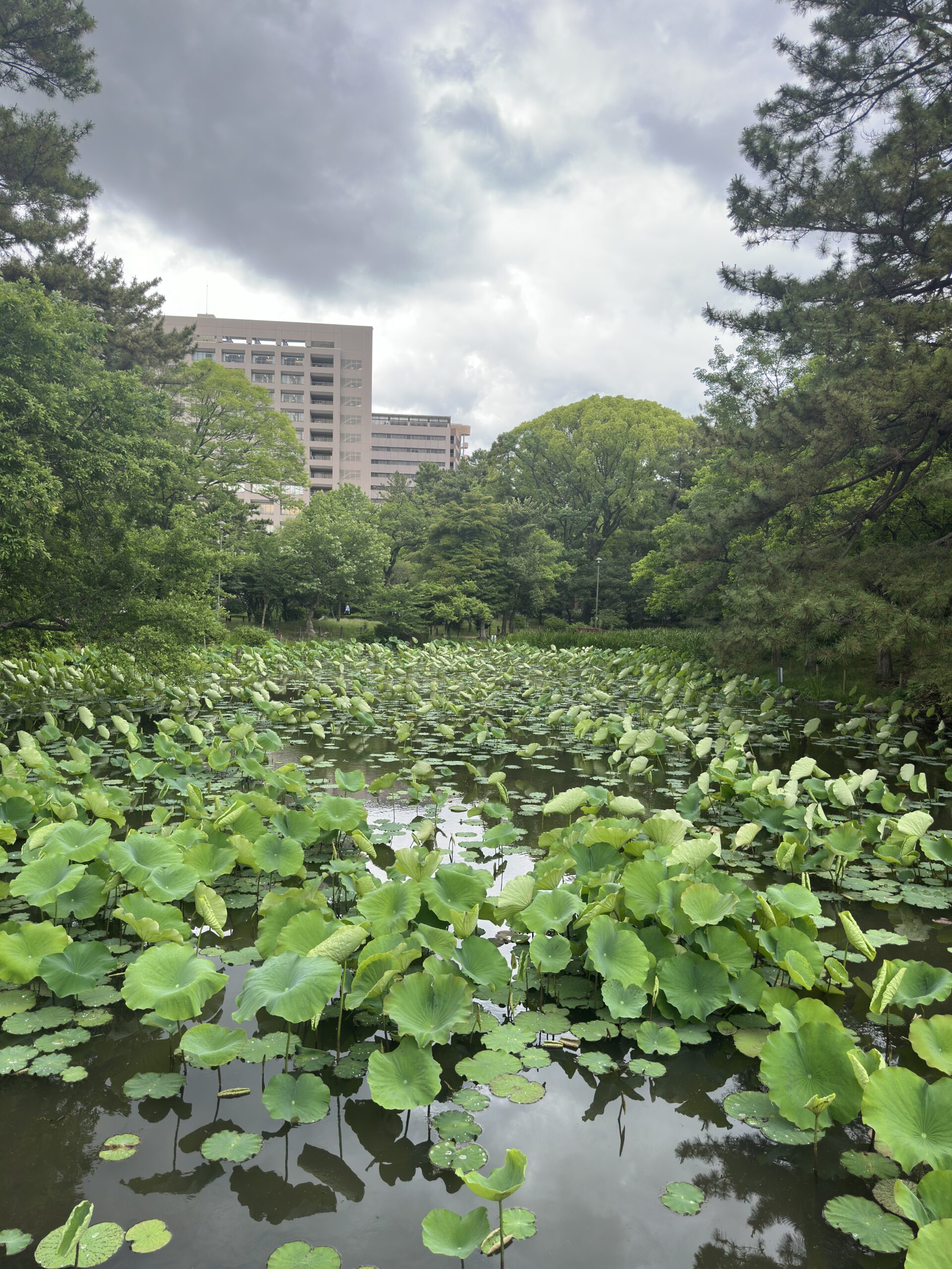Beautiful plants on the pond with green trees along the side captured in daylight with the iPhone 14 Pro Max 48MP camera