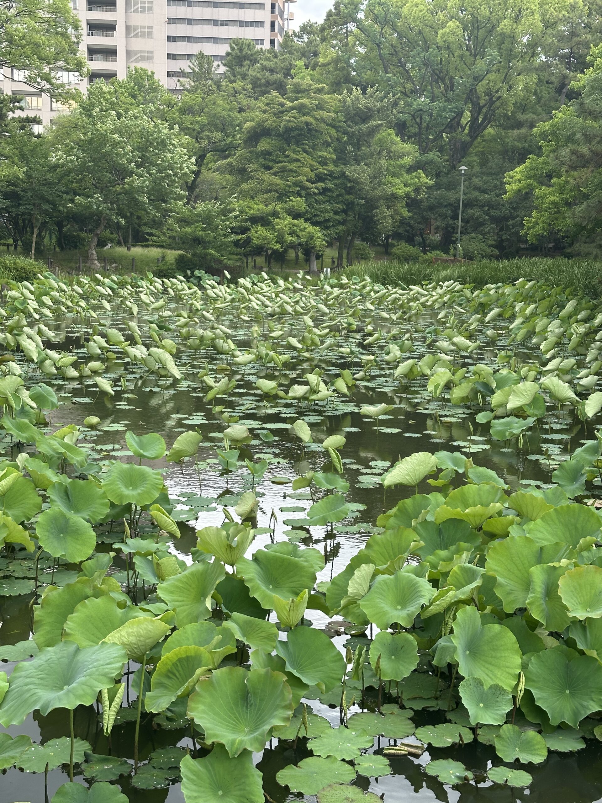 Beautiful plants on the pond with green trees captured with the iPhone 14 Pro Max 2x Zoom camera