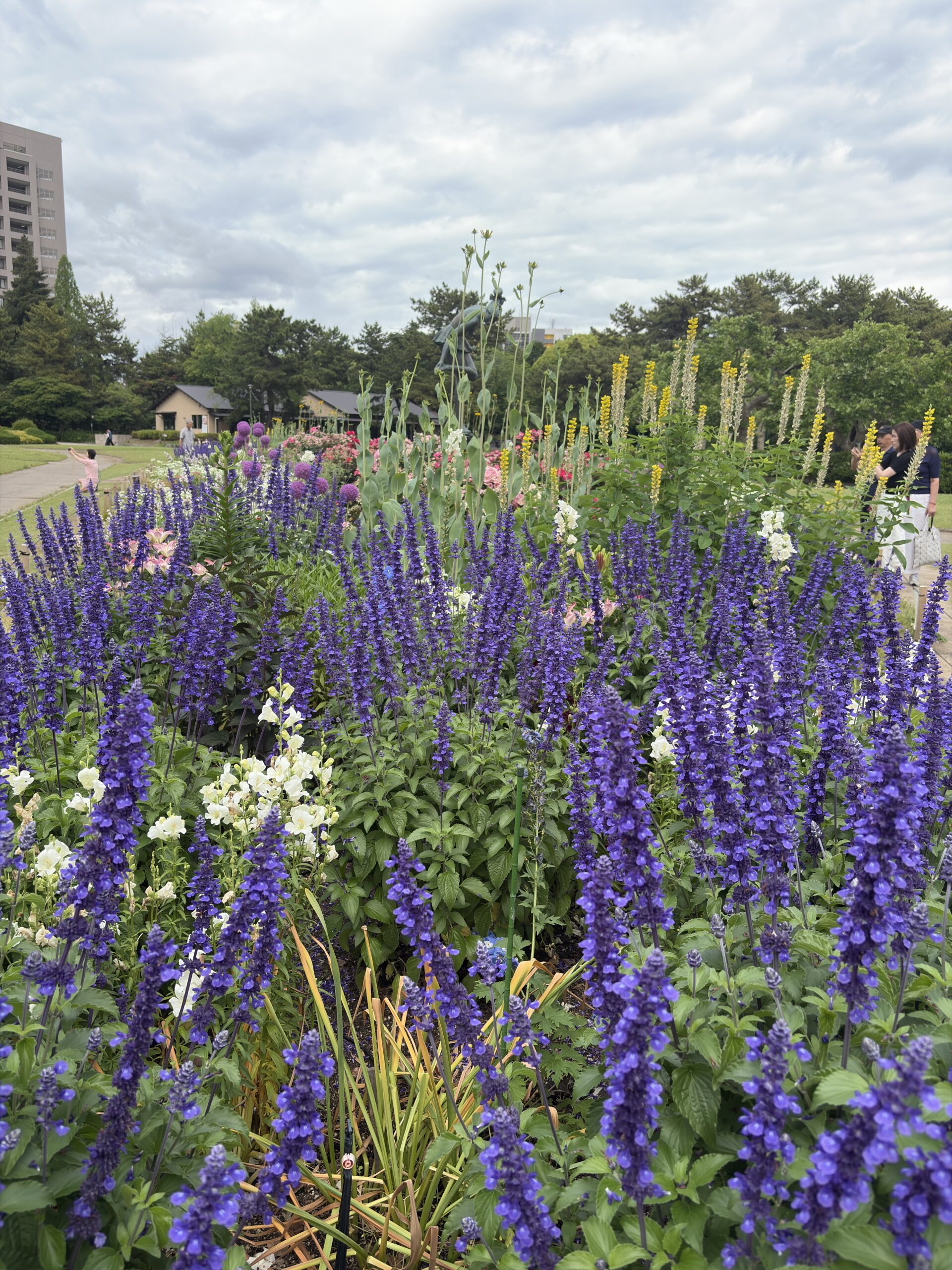 Flower garden captured in daylight with the iPhone 16 48MP camera