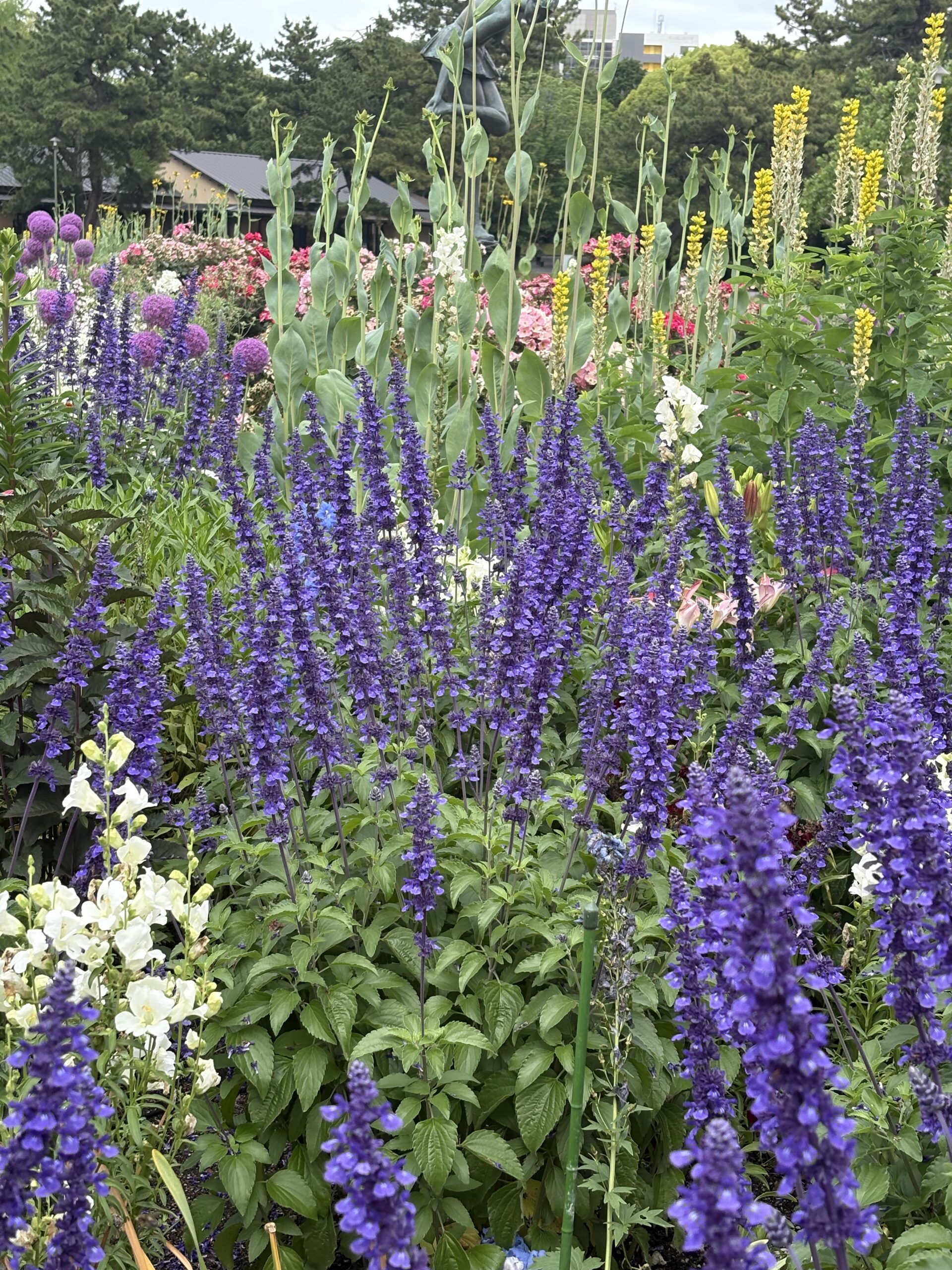 Flower garden captured with the iPhone 16 2x zoom camera