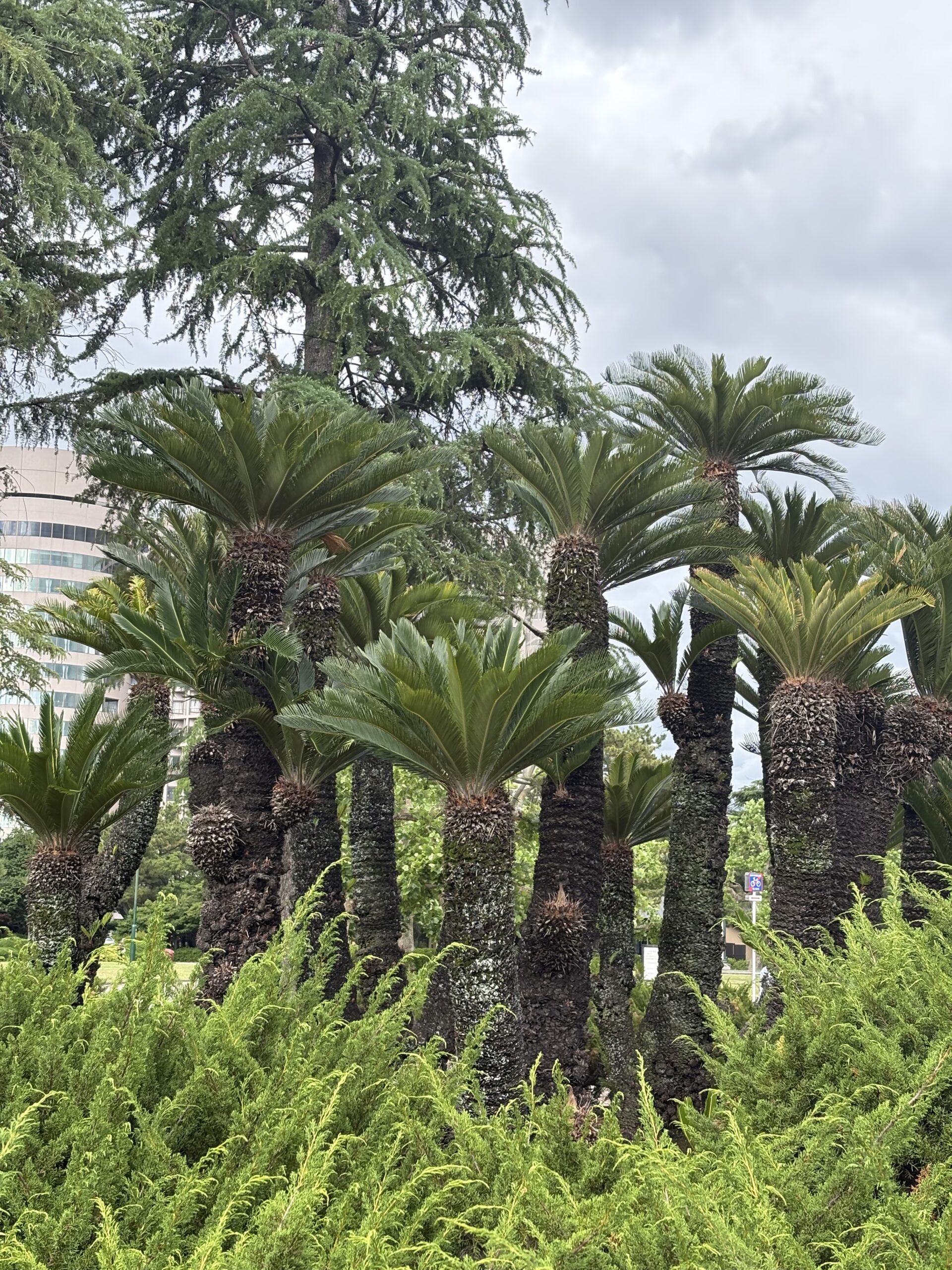Sago palms in the garden captured with the iPhone 16 2x Zoom camera