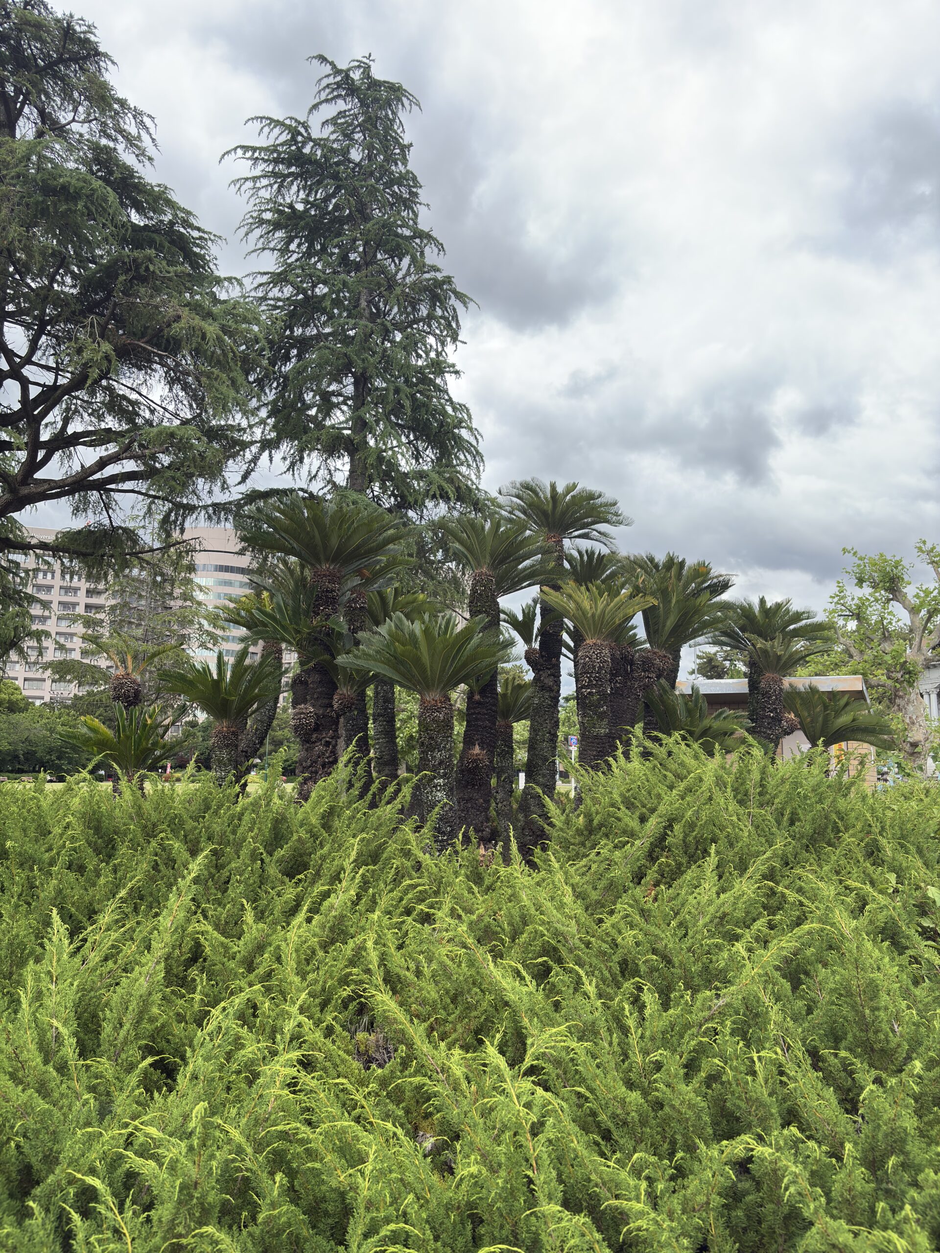Sago palms in the garden captured in daylight with the iPhone 16 48MP camera