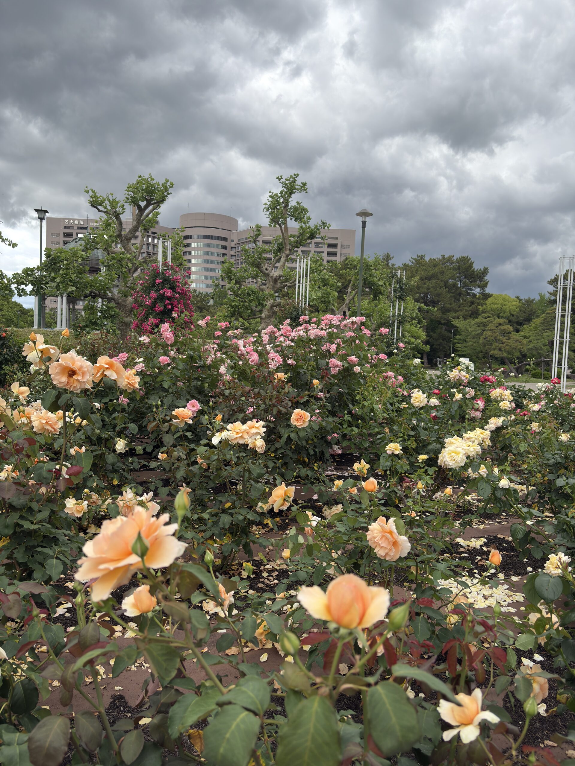 Rose flower garden captured in daylight with the iPhone 16 48MP camera
