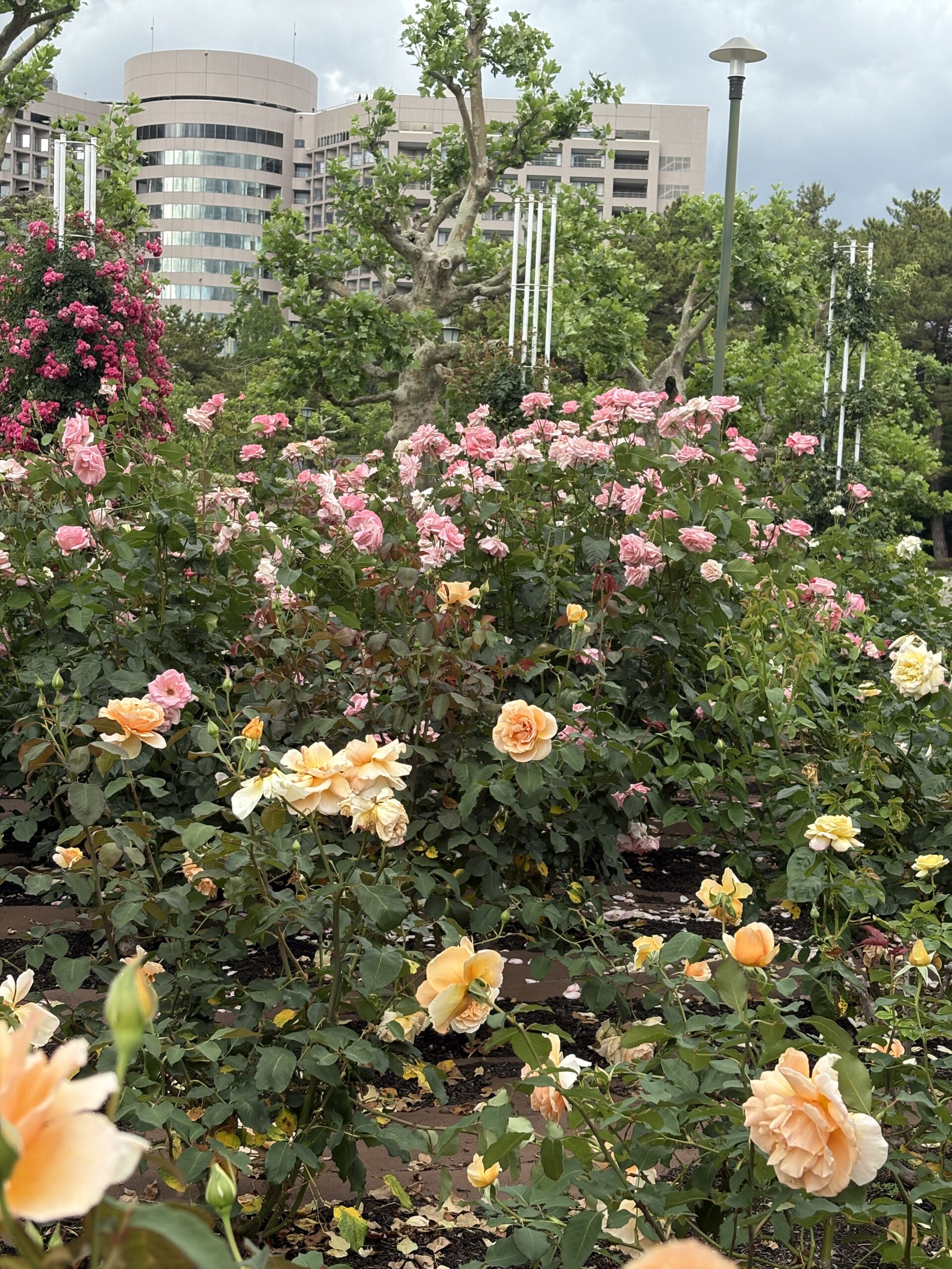 Rose flower garden captured with the iPhone 16 2x Zoom camera