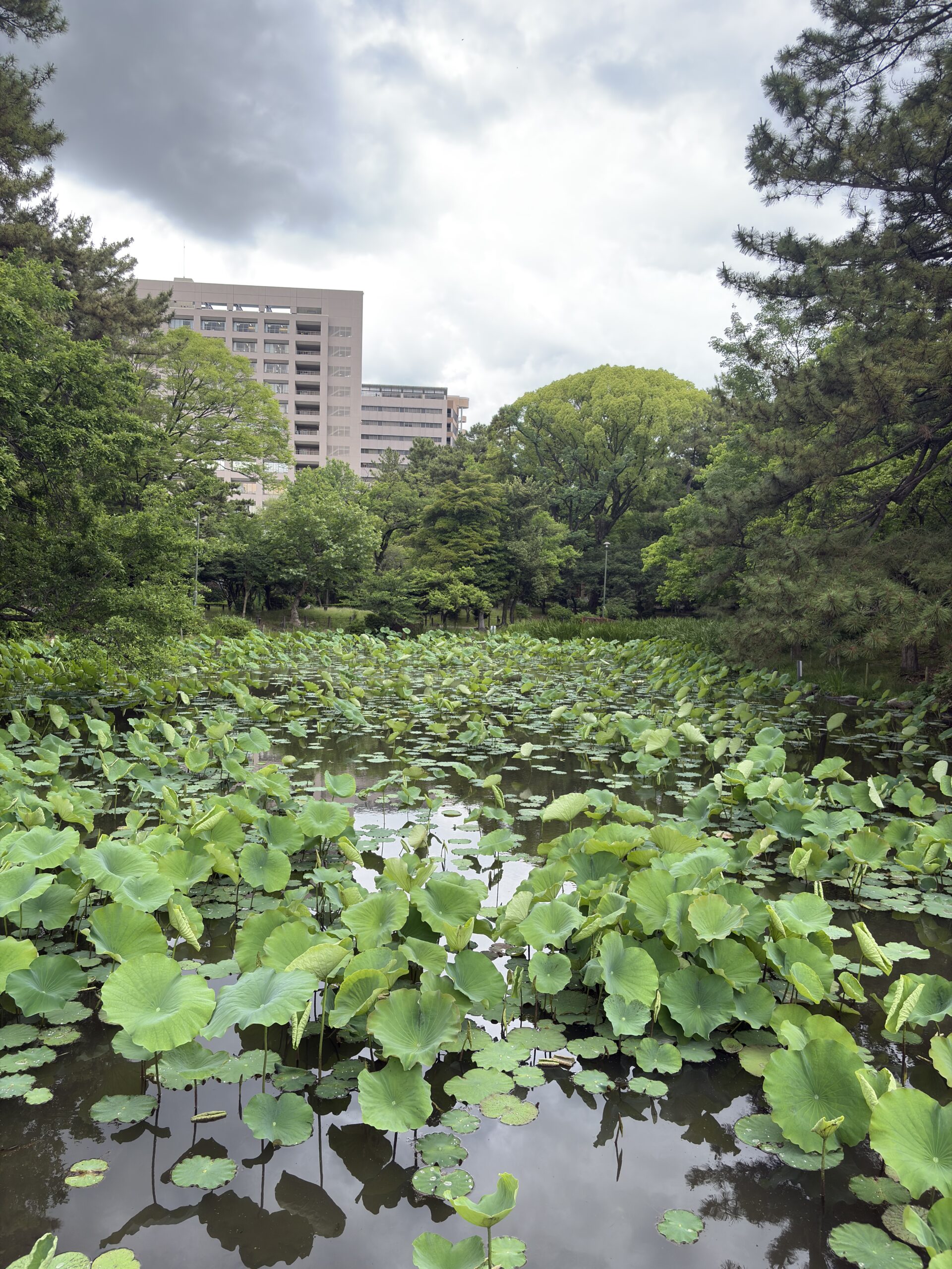 Beautiful plants on the pond with green trees along the side captured in daylight with the iPhone 16 48MP camera