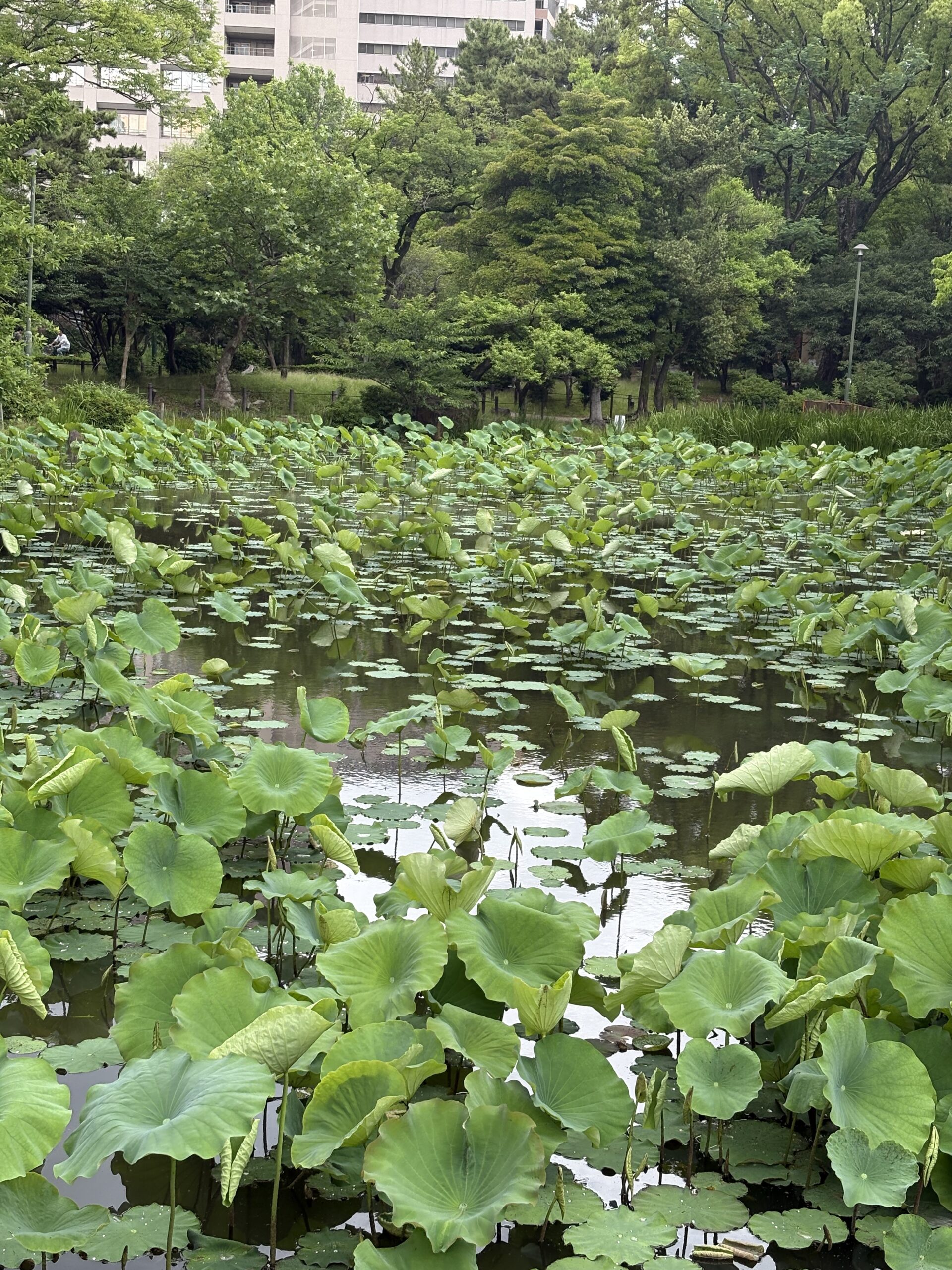 Beautiful plants on the pond with green trees captured with the iPhone 16 2x Zoom camera